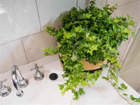 適合浴室的植物